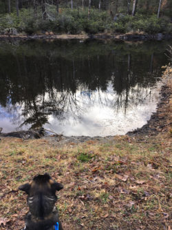 Asha looking at the beaver pond