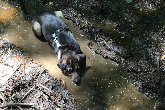 Asha immerses herself in a puddle