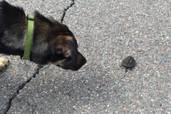 Asha meets a turtle crossing the road