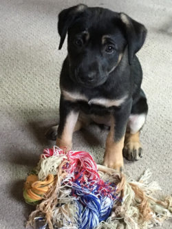 Asha turns threads into a chew toy