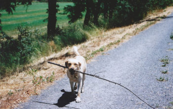 Codi with a branch