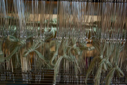 threading heddles for the Lakeside napkins