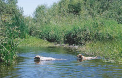 Molly & Codi swimming