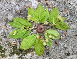 circle of beech leaves and flowers on a mossy rock