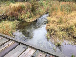 bridge over gentle waters