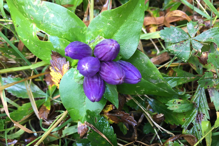 gentiana clausa blooming in the grass