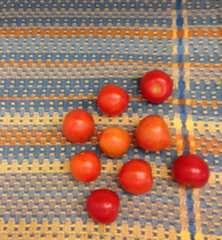 tomatoes drying on a handwoven towel